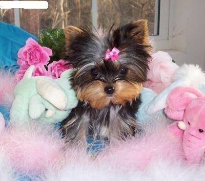 
Precio Yorkshire Terrier...........<strong>$18,000.00   A   $25,000.00  (dependiendo del tamaño, sexo, color y calidad)</strong> <br><br>


100% pura raza, registrados todos los papeles en regla se envian a cualquier parte de la Republica.<br><br> 

<li>Contrato de compraventa<br><br></li>


<li>Seguro de vida gratuito por escrito de 5 años que cubre muerte en caso de cuestiones virales</li>
<br><br>

<li>Garantía de Pureza Racial<br><br></li>

<li>Certificado de registro inicial que extiende la Federación Canófila Mexicana donde los cachorros se entregan con tatuaje y microchip</li>

