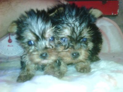 
Precio Yorkshire Terrier...........<strong>$18,000.00   A   $25,000.00  (dependiendo del tamaño, sexo, color y calidad)</strong> <br><br>


100% pura raza, registrados todos los papeles en regla se envian a cualquier parte de la Republica.<br><br> 

<li>Contrato de compraventa<br><br></li>


<li>Seguro de vida gratuito por escrito de 5 años que cubre muerte en caso de cuestiones virales</li>
<br><br>

<li>Garantía de Pureza Racial<br><br></li>

<li>Certificado de registro inicial que extiende la Federación Canófila Mexicana donde los cachorros se entregan con tatuaje y microchip</li>

