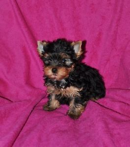 
Precio Yorkshire Terrier...........<strong>$18,000.00   A   $25,000.00  (dependiendo del tamaño, sexo, color y calidad)</strong> <br><br>


100% pura raza, registrados todos los papeles en regla se envian a cualquier parte de la Republica.<br><br> 

<li>Contrato de compraventa<br><br></li>


<li>Seguro de vida gratuito por escrito de 5 años que cubre muerte en caso de cuestiones virales</li>
<br><br>

<li>Garantía de Pureza Racial<br><br></li>

<li>Certificado de registro inicial que extiende la Federación Canófila Mexicana donde los cachorros se entregan con tatuaje y microchip</li>

