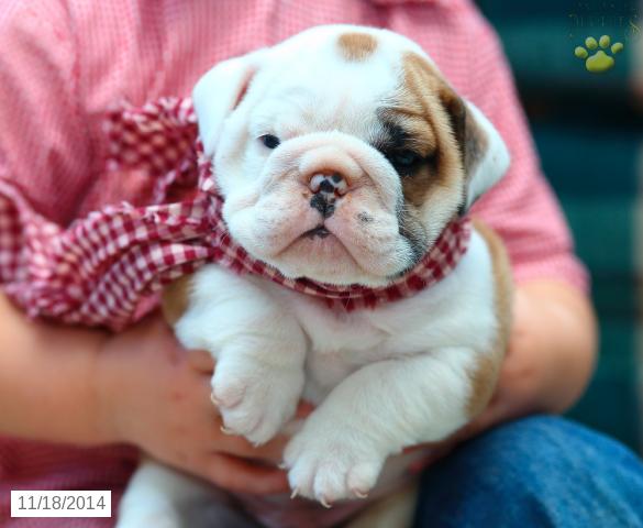 
Precio Bulldog...........<strong>   $35,000.00  A   $60,000.00    (dependiendo la calidad)</strong> <br><br>


100% pura raza, registrados todos los papeles en regla se envian a cualquier parte de la Republica.<br><br> 

<li>Contrato de compraventa<br><br></li>


<li>Seguro de vida gratuito por escrito de 5 años que cubre muerte en caso de cuestiones virales</li>
<br><br>

<li>Garantía de Pureza Racial<br><br></li>

<li>Certificado de registro inicial que extiende la Federación Canófila Mexicana donde los cachorros se entregan con tatuaje y microchip</li>

