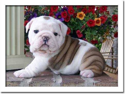 
Precio Bulldog...........<strong>   $35,000.00  A   $60,000.00    (dependiendo la calidad)</strong> <br><br>


100% pura raza, registrados todos los papeles en regla se envian a cualquier parte de la Republica.<br><br> 

<li>Contrato de compraventa<br><br></li>


<li>Seguro de vida gratuito por escrito de 5 años que cubre muerte en caso de cuestiones virales</li>
<br><br>

<li>Garantía de Pureza Racial<br><br></li>

<li>Certificado de registro inicial que extiende la Federación Canófila Mexicana donde los cachorros se entregan con tatuaje y microchip</li>

