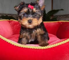 
Precio Yorkshire Terrier...........<strong>$18,000.00   A   $25,000.00  (dependiendo del tamaño, sexo, color y calidad)</strong> <br><br>


100% pura raza, registrados todos los papeles en regla se envian a cualquier parte de la Republica.<br><br> 

<li>Contrato de compraventa<br><br></li>


<li>Seguro de vida gratuito por escrito de 5 años que cubre muerte en caso de cuestiones virales</li>
<br><br>

<li>Garantía de Pureza Racial<br><br></li>

<li>Certificado de registro inicial que extiende la Federación Canófila Mexicana donde los cachorros se entregan con tatuaje y microchip</li>

