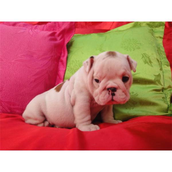 
Precio Bulldog...........<strong>   $35,000.00  A   $60,000.00    (dependiendo la calidad)</strong> <br><br>


100% pura raza, registrados todos los papeles en regla se envian a cualquier parte de la Republica.<br><br> 

<li>Contrato de compraventa<br><br></li>


<li>Seguro de vida gratuito por escrito de 5 años que cubre muerte en caso de cuestiones virales</li>
<br><br>

<li>Garantía de Pureza Racial<br><br></li>

<li>Certificado de registro inicial que extiende la Federación Canófila Mexicana donde los cachorros se entregan con tatuaje y microchip</li>

