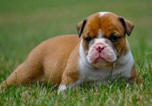 
Precio Bulldog...........<strong>   $35,000.00  A   $60,000.00    (dependiendo la calidad)</strong> <br><br>


100% pura raza, registrados todos los papeles en regla se envian a cualquier parte de la Republica.<br><br> 

<li>Contrato de compraventa<br><br></li>


<li>Seguro de vida gratuito por escrito de 5 años que cubre muerte en caso de cuestiones virales</li>
<br><br>

<li>Garantía de Pureza Racial<br><br></li>

<li>Certificado de registro inicial que extiende la Federación Canófila Mexicana donde los cachorros se entregan con tatuaje y microchip</li>

