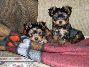 
Precio Yorkshire Terrier...........<strong>$18,000.00   A   $25,000.00  (dependiendo del tamaño, sexo, color y calidad)</strong> <br><br>


100% pura raza, registrados todos los papeles en regla se envian a cualquier parte de la Republica.<br><br> 

<li>Contrato de compraventa<br><br></li>


<li>Seguro de vida gratuito por escrito de 5 años que cubre muerte en caso de cuestiones virales</li>
<br><br>

<li>Garantía de Pureza Racial<br><br></li>

<li>Certificado de registro inicial que extiende la Federación Canófila Mexicana donde los cachorros se entregan con tatuaje y microchip</li>

