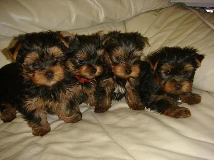 
Precio Yorkshire Terrier...........<strong>$18,000.00   A   $25,000.00  (dependiendo del tamaño, sexo, color y calidad)</strong> <br><br>


100% pura raza, registrados todos los papeles en regla se envian a cualquier parte de la Republica.<br><br> 

<li>Contrato de compraventa<br><br></li>


<li>Seguro de vida gratuito por escrito de 5 años que cubre muerte en caso de cuestiones virales</li>
<br><br>

<li>Garantía de Pureza Racial<br><br></li>

<li>Certificado de registro inicial que extiende la Federación Canófila Mexicana donde los cachorros se entregan con tatuaje y microchip</li>

