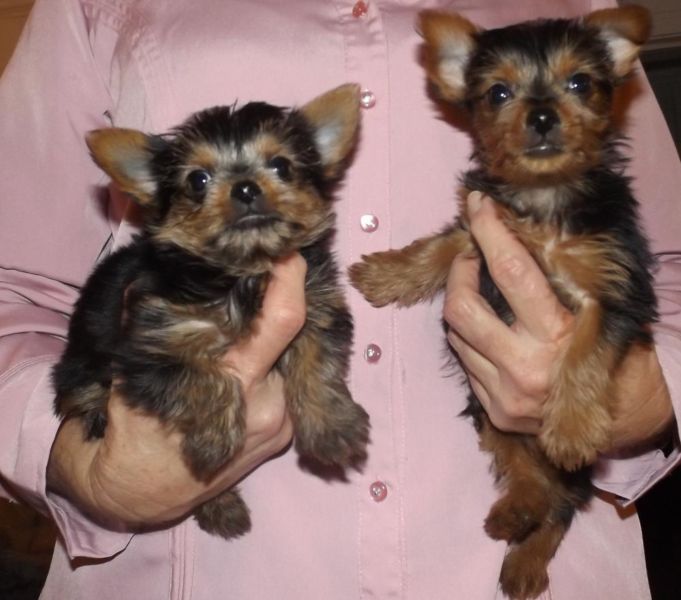 
Precio Yorkshire Terrier...........<strong>$18,000.00   A   $25,000.00  (dependiendo del tamaño, sexo, color y calidad)</strong> <br><br>


100% pura raza, registrados todos los papeles en regla se envian a cualquier parte de la Republica.<br><br> 

<li>Contrato de compraventa<br><br></li>


<li>Seguro de vida gratuito por escrito de 5 años que cubre muerte en caso de cuestiones virales</li>
<br><br>

<li>Garantía de Pureza Racial<br><br></li>

<li>Certificado de registro inicial que extiende la Federación Canófila Mexicana donde los cachorros se entregan con tatuaje y microchip</li>

