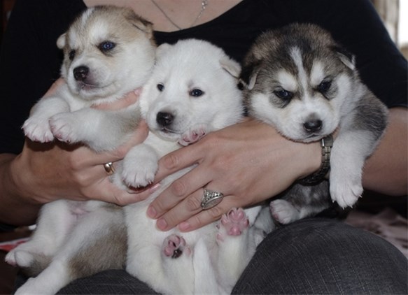 ,Cachorros de Husky siberiano por bellas casas