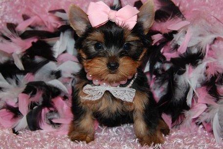 
Precio Yorkshire Terrier...........<strong>$18,000.00   A   $25,000.00  (dependiendo del tamaño, sexo, color y calidad)</strong> <br><br>


100% pura raza, registrados todos los papeles en regla se envian a cualquier parte de la Republica.<br><br> 

<li>Contrato de compraventa<br><br></li>


<li>Seguro de vida gratuito por escrito de 5 años que cubre muerte en caso de cuestiones virales</li>
<br><br>

<li>Garantía de Pureza Racial<br><br></li>

<li>Certificado de registro inicial que extiende la Federación Canófila Mexicana donde los cachorros se entregan con tatuaje y microchip</li>

