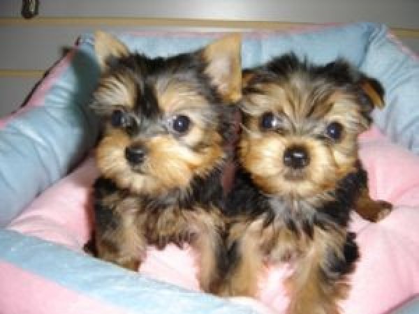 
Precio Yorkshire Terrier...........<strong>$18,000.00   A   $25,000.00  (dependiendo del tamaño, sexo, color y calidad)</strong> <br><br>


100% pura raza, registrados todos los papeles en regla se envian a cualquier parte de la Republica.<br><br> 

<li>Contrato de compraventa<br><br></li>


<li>Seguro de vida gratuito por escrito de 5 años que cubre muerte en caso de cuestiones virales</li>
<br><br>

<li>Garantía de Pureza Racial<br><br></li>

<li>Certificado de registro inicial que extiende la Federación Canófila Mexicana donde los cachorros se entregan con tatuaje y microchip</li>

