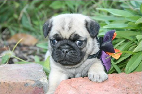 
Precio Pug...........<strong> $18,000.00  A   $20,000.00  (dependiendo del  color)</strong> <br><br>


100% pura raza, registrados todos los papeles en regla se envian a cualquier parte de la Republica.<br><br> 

<li>Contrato de compraventa<br><br></li>


<li>Seguro de vida gratuito por escrito de 5 años que cubre muerte en caso de cuestiones virales</li>
<br><br>

<li>Garantía de Pureza Racial<br><br></li>

<li>Certificado de registro inicial que extiende la Federación Canófila Mexicana donde los cachorros se entregan con tatuaje y microchip</li>

