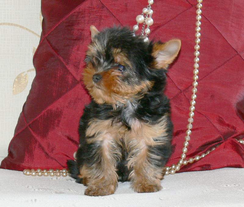 
Precio Yorkshire Terrier...........<strong>$18,000.00   A   $25,000.00  (dependiendo del tamaño, sexo, color y calidad)</strong> <br><br>


100% pura raza, registrados todos los papeles en regla se envian a cualquier parte de la Republica.<br><br> 

<li>Contrato de compraventa<br><br></li>


<li>Seguro de vida gratuito por escrito de 5 años que cubre muerte en caso de cuestiones virales</li>
<br><br>

<li>Garantía de Pureza Racial<br><br></li>

<li>Certificado de registro inicial que extiende la Federación Canófila Mexicana donde los cachorros se entregan con tatuaje y microchip</li>

