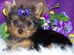 
Precio Yorkshire Terrier...........<strong>$18,000.00   A   $25,000.00  (dependiendo del tamaño, sexo, color y calidad)</strong> <br><br>


100% pura raza, registrados todos los papeles en regla se envian a cualquier parte de la Republica.<br><br> 

<li>Contrato de compraventa<br><br></li>


<li>Seguro de vida gratuito por escrito de 5 años que cubre muerte en caso de cuestiones virales</li>
<br><br>

<li>Garantía de Pureza Racial<br><br></li>

<li>Certificado de registro inicial que extiende la Federación Canófila Mexicana donde los cachorros se entregan con tatuaje y microchip</li>

