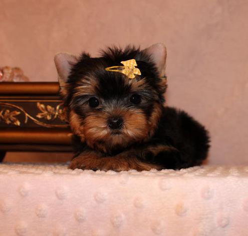 
Precio Yorkshire Terrier...........<strong>$18,000.00   A   $25,000.00  (dependiendo del tamaño, sexo, color y calidad)</strong> <br><br>


100% pura raza, registrados todos los papeles en regla se envian a cualquier parte de la Republica.<br><br> 

<li>Contrato de compraventa<br><br></li>


<li>Seguro de vida gratuito por escrito de 5 años que cubre muerte en caso de cuestiones virales</li>
<br><br>

<li>Garantía de Pureza Racial<br><br></li>

<li>Certificado de registro inicial que extiende la Federación Canófila Mexicana donde los cachorros se entregan con tatuaje y microchip</li>

