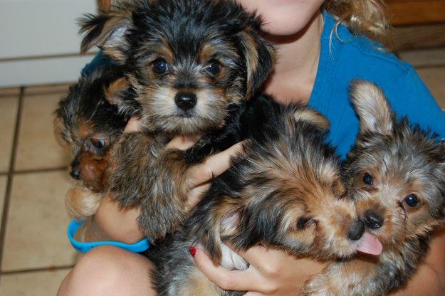 
Precio Yorkshire Terrier...........<strong>$18,000.00   A   $25,000.00  (dependiendo del tamaño, sexo, color y calidad)</strong> <br><br>


100% pura raza, registrados todos los papeles en regla se envian a cualquier parte de la Republica.<br><br> 

<li>Contrato de compraventa<br><br></li>


<li>Seguro de vida gratuito por escrito de 5 años que cubre muerte en caso de cuestiones virales</li>
<br><br>

<li>Garantía de Pureza Racial<br><br></li>

<li>Certificado de registro inicial que extiende la Federación Canófila Mexicana donde los cachorros se entregan con tatuaje y microchip</li>

