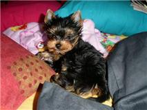 
Precio Yorkshire Terrier...........<strong>$18,000.00   A   $25,000.00  (dependiendo del tamaño, sexo, color y calidad)</strong> <br><br>


100% pura raza, registrados todos los papeles en regla se envian a cualquier parte de la Republica.<br><br> 

<li>Contrato de compraventa<br><br></li>


<li>Seguro de vida gratuito por escrito de 5 años que cubre muerte en caso de cuestiones virales</li>
<br><br>

<li>Garantía de Pureza Racial<br><br></li>

<li>Certificado de registro inicial que extiende la Federación Canófila Mexicana donde los cachorros se entregan con tatuaje y microchip</li>

