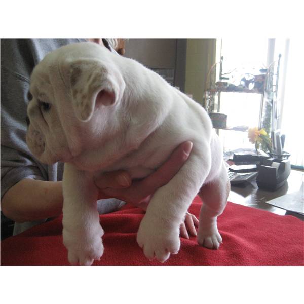 
Precio Bulldog...........<strong>   $35,000.00  A   $60,000.00    (dependiendo la calidad)</strong> <br><br>


100% pura raza, registrados todos los papeles en regla se envian a cualquier parte de la Republica.<br><br> 

<li>Contrato de compraventa<br><br></li>


<li>Seguro de vida gratuito por escrito de 5 años que cubre muerte en caso de cuestiones virales</li>
<br><br>

<li>Garantía de Pureza Racial<br><br></li>

<li>Certificado de registro inicial que extiende la Federación Canófila Mexicana donde los cachorros se entregan con tatuaje y microchip</li>

