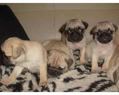 
Precio Pug...........<strong> $18,000.00  A   $20,000.00  (dependiendo del  color)</strong> <br><br>


100% pura raza, registrados todos los papeles en regla se envian a cualquier parte de la Republica.<br><br> 

<li>Contrato de compraventa<br><br></li>


<li>Seguro de vida gratuito por escrito de 5 años que cubre muerte en caso de cuestiones virales</li>
<br><br>

<li>Garantía de Pureza Racial<br><br></li>

<li>Certificado de registro inicial que extiende la Federación Canófila Mexicana donde los cachorros se entregan con tatuaje y microchip</li>

