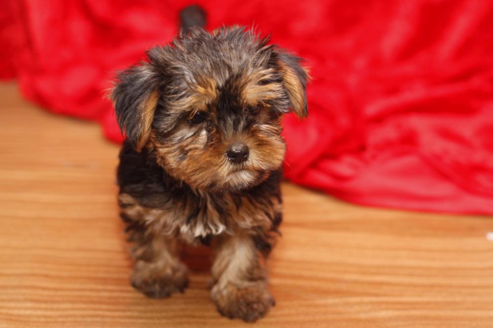 
Precio Yorkshire Terrier...........<strong>$18,000.00   A   $25,000.00  (dependiendo del tamaño, sexo, color y calidad)</strong> <br><br>


100% pura raza, registrados todos los papeles en regla se envian a cualquier parte de la Republica.<br><br> 

<li>Contrato de compraventa<br><br></li>


<li>Seguro de vida gratuito por escrito de 5 años que cubre muerte en caso de cuestiones virales</li>
<br><br>

<li>Garantía de Pureza Racial<br><br></li>

<li>Certificado de registro inicial que extiende la Federación Canófila Mexicana donde los cachorros se entregan con tatuaje y microchip</li>

