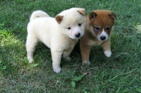  cachorros shiba inu
<br>
<br> 
<br>
<br>regalo cachorros Shiba Inu. contacto para más detalles si los interesados. 