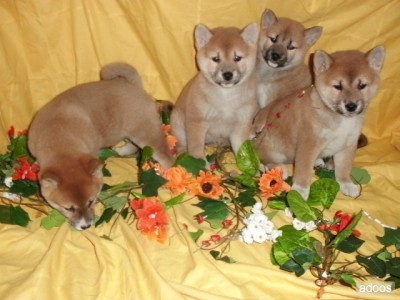  
<br>
<br> Shiba inu de excelente Shiba inu de excelente Lindos cachorros de shiba inu. vacunados, desparasitados y con chip se pueden ver los padres, posibilidad de pedigree. que vienen junto con todos los documentos que 