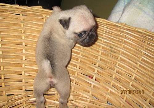 
Precio Pug...........<strong> $18,000.00  A   $20,000.00  (dependiendo del  color)</strong> <br><br>


100% pura raza, registrados todos los papeles en regla se envian a cualquier parte de la Republica.<br><br> 

<li>Contrato de compraventa<br><br></li>


<li>Seguro de vida gratuito por escrito de 5 años que cubre muerte en caso de cuestiones virales</li>
<br><br>

<li>Garantía de Pureza Racial<br><br></li>

<li>Certificado de registro inicial que extiende la Federación Canófila Mexicana donde los cachorros se entregan con tatuaje y microchip</li>

