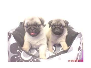 
Precio Pug...........<strong> $18,000.00  A   $20,000.00  (dependiendo del  color)</strong> <br><br>


100% pura raza, registrados todos los papeles en regla se envian a cualquier parte de la Republica.<br><br> 

<li>Contrato de compraventa<br><br></li>


<li>Seguro de vida gratuito por escrito de 5 años que cubre muerte en caso de cuestiones virales</li>
<br><br>

<li>Garantía de Pureza Racial<br><br></li>

<li>Certificado de registro inicial que extiende la Federación Canófila Mexicana donde los cachorros se entregan con tatuaje y microchip</li>

