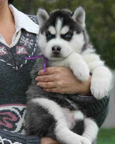 Hermosa y cariñosa Siberian Husky cachorros para regalo.