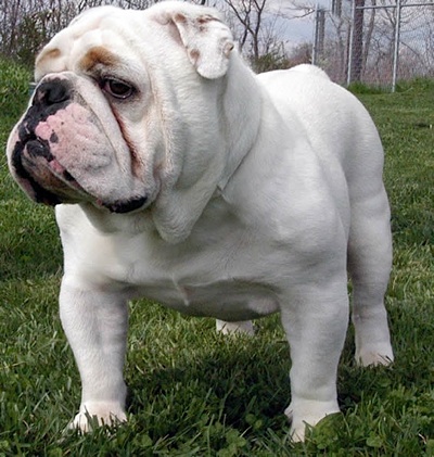 
Precio Bulldog...........<strong>   $35,000.00  A   $60,000.00    (dependiendo la calidad)</strong> <br><br>


100% pura raza, registrados todos los papeles en regla se envian a cualquier parte de la Republica.<br><br> 

<li>Contrato de compraventa<br><br></li>


<li>Seguro de vida gratuito por escrito de 5 años que cubre muerte en caso de cuestiones virales</li>
<br><br>

<li>Garantía de Pureza Racial<br><br></li>

<li>Certificado de registro inicial que extiende la Federación Canófila Mexicana donde los cachorros se entregan con tatuaje y microchip</li>

