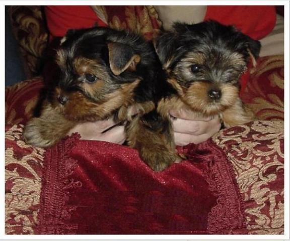 
Precio Yorkshire Terrier...........<strong>$18,000.00   A   $25,000.00  (dependiendo del tamaño, sexo, color y calidad)</strong> <br><br>


100% pura raza, registrados todos los papeles en regla se envian a cualquier parte de la Republica.<br><br> 

<li>Contrato de compraventa<br><br></li>


<li>Seguro de vida gratuito por escrito de 5 años que cubre muerte en caso de cuestiones virales</li>
<br><br>

<li>Garantía de Pureza Racial<br><br></li>

<li>Certificado de registro inicial que extiende la Federación Canófila Mexicana donde los cachorros se entregan con tatuaje y microchip</li>

