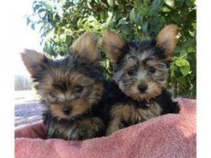 
Precio Yorkshire Terrier...........<strong>$18,000.00   A   $25,000.00  (dependiendo del tamaño, sexo, color y calidad)</strong> <br><br>


100% pura raza, registrados todos los papeles en regla se envian a cualquier parte de la Republica.<br><br> 

<li>Contrato de compraventa<br><br></li>


<li>Seguro de vida gratuito por escrito de 5 años que cubre muerte en caso de cuestiones virales</li>
<br><br>

<li>Garantía de Pureza Racial<br><br></li>

<li>Certificado de registro inicial que extiende la Federación Canófila Mexicana donde los cachorros se entregan con tatuaje y microchip</li>

