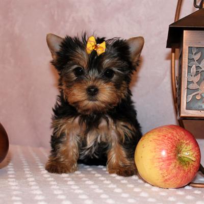 
Precio Yorkshire Terrier...........<strong>$18,000.00   A   $25,000.00  (dependiendo del tamaño, sexo, color y calidad)</strong> <br><br>


100% pura raza, registrados todos los papeles en regla se envian a cualquier parte de la Republica.<br><br> 

<li>Contrato de compraventa<br><br></li>


<li>Seguro de vida gratuito por escrito de 5 años que cubre muerte en caso de cuestiones virales</li>
<br><br>

<li>Garantía de Pureza Racial<br><br></li>

<li>Certificado de registro inicial que extiende la Federación Canófila Mexicana donde los cachorros se entregan con tatuaje y microchip</li>

