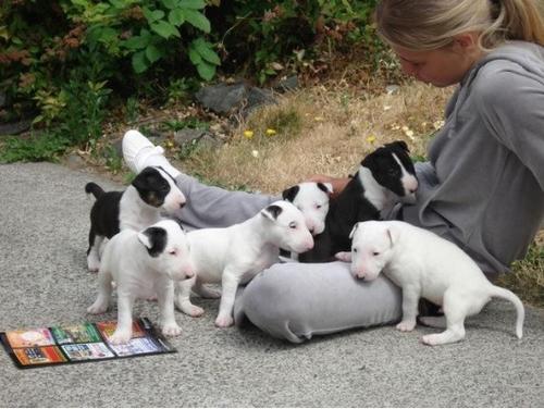 
Precio Bull Terrier...........<strong>    $18,000.00  A   $25,000.00    ( dependiendo tamaño y color)</strong> <br><br>


100% pura raza, registrados todos los papeles en regla se envian a cualquier parte de la Republica.<br><br> 

<li>Contrato de compraventa<br><br></li>


<li>Seguro de vida gratuito por escrito de 5 años que cubre muerte en caso de cuestiones virales</li>
<br><br>

<li>Garantía de Pureza Racial<br><br></li>

<li>Certificado de registro inicial que extiende la Federación Canófila Mexicana donde los cachorros se entregan con tatuaje y microchip</li>

