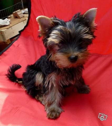 
Precio Yorkshire Terrier...........<strong>$18,000.00   A   $25,000.00  (dependiendo del tamaño, sexo, color y calidad)</strong> <br><br>


100% pura raza, registrados todos los papeles en regla se envian a cualquier parte de la Republica.<br><br> 

<li>Contrato de compraventa<br><br></li>


<li>Seguro de vida gratuito por escrito de 5 años que cubre muerte en caso de cuestiones virales</li>
<br><br>

<li>Garantía de Pureza Racial<br><br></li>

<li>Certificado de registro inicial que extiende la Federación Canófila Mexicana donde los cachorros se entregan con tatuaje y microchip</li>

