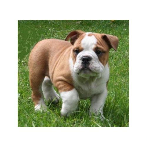 
Precio Bulldog...........<strong>   $35,000.00  A   $60,000.00    (dependiendo la calidad)</strong> <br><br>


100% pura raza, registrados todos los papeles en regla se envian a cualquier parte de la Republica.<br><br> 

<li>Contrato de compraventa<br><br></li>


<li>Seguro de vida gratuito por escrito de 5 años que cubre muerte en caso de cuestiones virales</li>
<br><br>

<li>Garantía de Pureza Racial<br><br></li>

<li>Certificado de registro inicial que extiende la Federación Canófila Mexicana donde los cachorros se entregan con tatuaje y microchip</li>

