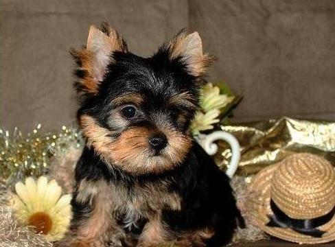 
Precio Yorkshire Terrier...........<strong>$18,000.00   A   $25,000.00  (dependiendo del tamaño, sexo, color y calidad)</strong> <br><br>


100% pura raza, registrados todos los papeles en regla se envian a cualquier parte de la Republica.<br><br> 

<li>Contrato de compraventa<br><br></li>


<li>Seguro de vida gratuito por escrito de 5 años que cubre muerte en caso de cuestiones virales</li>
<br><br>

<li>Garantía de Pureza Racial<br><br></li>

<li>Certificado de registro inicial que extiende la Federación Canófila Mexicana donde los cachorros se entregan con tatuaje y microchip</li>

