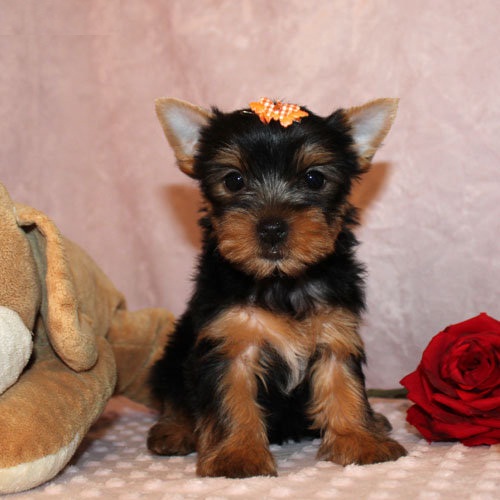 
Precio Yorkshire Terrier...........<strong>$18,000.00   A   $25,000.00  (dependiendo del tamaño, sexo, color y calidad)</strong> <br><br>


100% pura raza, registrados todos los papeles en regla se envian a cualquier parte de la Republica.<br><br> 

<li>Contrato de compraventa<br><br></li>


<li>Seguro de vida gratuito por escrito de 5 años que cubre muerte en caso de cuestiones virales</li>
<br><br>

<li>Garantía de Pureza Racial<br><br></li>

<li>Certificado de registro inicial que extiende la Federación Canófila Mexicana donde los cachorros se entregan con tatuaje y microchip</li>

