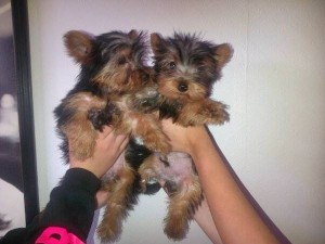 
Precio Yorkshire Terrier...........<strong>$18,000.00   A   $25,000.00  (dependiendo del tamaño, sexo, color y calidad)</strong> <br><br>


100% pura raza, registrados todos los papeles en regla se envian a cualquier parte de la Republica.<br><br> 

<li>Contrato de compraventa<br><br></li>


<li>Seguro de vida gratuito por escrito de 5 años que cubre muerte en caso de cuestiones virales</li>
<br><br>

<li>Garantía de Pureza Racial<br><br></li>

<li>Certificado de registro inicial que extiende la Federación Canófila Mexicana donde los cachorros se entregan con tatuaje y microchip</li>

