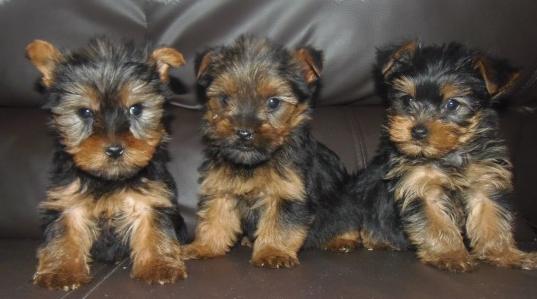 
Precio Yorkshire Terrier...........<strong>$18,000.00   A   $25,000.00  (dependiendo del tamaño, sexo, color y calidad)</strong> <br><br>


100% pura raza, registrados todos los papeles en regla se envian a cualquier parte de la Republica.<br><br> 

<li>Contrato de compraventa<br><br></li>


<li>Seguro de vida gratuito por escrito de 5 años que cubre muerte en caso de cuestiones virales</li>
<br><br>

<li>Garantía de Pureza Racial<br><br></li>

<li>Certificado de registro inicial que extiende la Federación Canófila Mexicana donde los cachorros se entregan con tatuaje y microchip</li>

