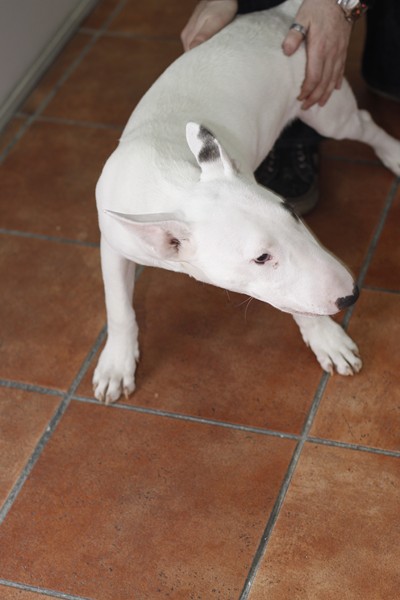 
Precio Bull Terrier...........<strong>    $18,000.00  A   $25,000.00    ( dependiendo tamaño y color)</strong> <br><br>


100% pura raza, registrados todos los papeles en regla se envian a cualquier parte de la Republica.<br><br> 

<li>Contrato de compraventa<br><br></li>


<li>Seguro de vida gratuito por escrito de 5 años que cubre muerte en caso de cuestiones virales</li>
<br><br>

<li>Garantía de Pureza Racial<br><br></li>

<li>Certificado de registro inicial que extiende la Federación Canófila Mexicana donde los cachorros se entregan con tatuaje y microchip</li>

