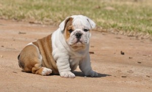 
Precio Bulldog...........<strong>   $35,000.00  A   $60,000.00    (dependiendo la calidad)</strong> <br><br>


100% pura raza, registrados todos los papeles en regla se envian a cualquier parte de la Republica.<br><br> 

<li>Contrato de compraventa<br><br></li>


<li>Seguro de vida gratuito por escrito de 5 años que cubre muerte en caso de cuestiones virales</li>
<br><br>

<li>Garantía de Pureza Racial<br><br></li>

<li>Certificado de registro inicial que extiende la Federación Canófila Mexicana donde los cachorros se entregan con tatuaje y microchip</li>

