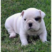 
Precio Bulldog...........<strong>   $35,000.00  A   $60,000.00    (dependiendo la calidad)</strong> <br><br>


100% pura raza, registrados todos los papeles en regla se envian a cualquier parte de la Republica.<br><br> 

<li>Contrato de compraventa<br><br></li>


<li>Seguro de vida gratuito por escrito de 5 años que cubre muerte en caso de cuestiones virales</li>
<br><br>

<li>Garantía de Pureza Racial<br><br></li>

<li>Certificado de registro inicial que extiende la Federación Canófila Mexicana donde los cachorros se entregan con tatuaje y microchip</li>

