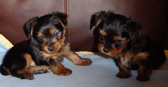 
Precio Yorkshire Terrier...........<strong>$18,000.00   A   $25,000.00  (dependiendo del tamaño, sexo, color y calidad)</strong> <br><br>


100% pura raza, registrados todos los papeles en regla se envian a cualquier parte de la Republica.<br><br> 

<li>Contrato de compraventa<br><br></li>


<li>Seguro de vida gratuito por escrito de 5 años que cubre muerte en caso de cuestiones virales</li>
<br><br>

<li>Garantía de Pureza Racial<br><br></li>

<li>Certificado de registro inicial que extiende la Federación Canófila Mexicana donde los cachorros se entregan con tatuaje y microchip</li>

