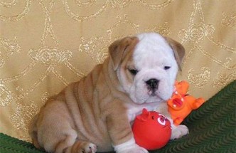 
Precio Bulldog...........<strong>   $35,000.00  A   $60,000.00    (dependiendo la calidad)</strong> <br><br>


100% pura raza, registrados todos los papeles en regla se envian a cualquier parte de la Republica.<br><br> 

<li>Contrato de compraventa<br><br></li>


<li>Seguro de vida gratuito por escrito de 5 años que cubre muerte en caso de cuestiones virales</li>
<br><br>

<li>Garantía de Pureza Racial<br><br></li>

<li>Certificado de registro inicial que extiende la Federación Canófila Mexicana donde los cachorros se entregan con tatuaje y microchip</li>

