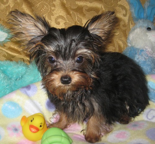 
Precio Yorkshire Terrier...........<strong>$18,000.00   A   $25,000.00  (dependiendo del tamaño, sexo, color y calidad)</strong> <br><br>


100% pura raza, registrados todos los papeles en regla se envian a cualquier parte de la Republica.<br><br> 

<li>Contrato de compraventa<br><br></li>


<li>Seguro de vida gratuito por escrito de 5 años que cubre muerte en caso de cuestiones virales</li>
<br><br>

<li>Garantía de Pureza Racial<br><br></li>

<li>Certificado de registro inicial que extiende la Federación Canófila Mexicana donde los cachorros se entregan con tatuaje y microchip</li>

