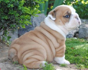 
Precio Bulldog...........<strong>   $35,000.00  A   $60,000.00    (dependiendo la calidad)</strong> <br><br>


100% pura raza, registrados todos los papeles en regla se envian a cualquier parte de la Republica.<br><br> 

<li>Contrato de compraventa<br><br></li>


<li>Seguro de vida gratuito por escrito de 5 años que cubre muerte en caso de cuestiones virales</li>
<br><br>

<li>Garantía de Pureza Racial<br><br></li>

<li>Certificado de registro inicial que extiende la Federación Canófila Mexicana donde los cachorros se entregan con tatuaje y microchip</li>

