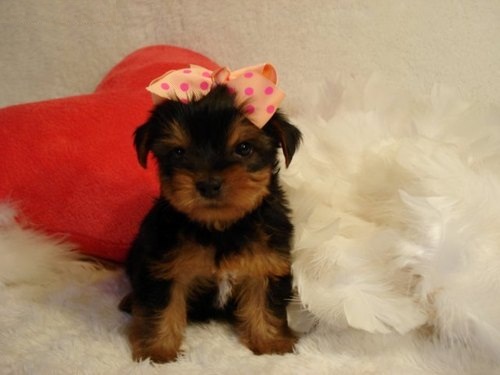 
Precio Yorkshire Terrier...........<strong>$18,000.00   A   $25,000.00  (dependiendo del tamaño, sexo, color y calidad)</strong> <br><br>


100% pura raza, registrados todos los papeles en regla se envian a cualquier parte de la Republica.<br><br> 

<li>Contrato de compraventa<br><br></li>


<li>Seguro de vida gratuito por escrito de 5 años que cubre muerte en caso de cuestiones virales</li>
<br><br>

<li>Garantía de Pureza Racial<br><br></li>

<li>Certificado de registro inicial que extiende la Federación Canófila Mexicana donde los cachorros se entregan con tatuaje y microchip</li>

