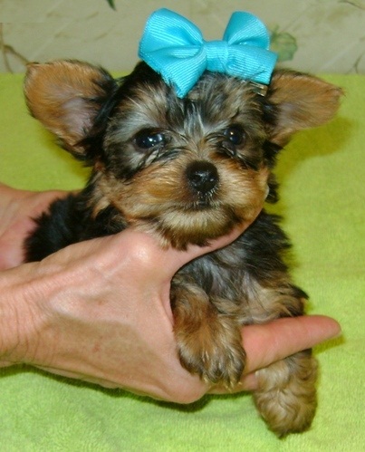 
Precio Yorkshire Terrier...........<strong>$18,000.00   A   $25,000.00  (dependiendo del tamaño, sexo, color y calidad)</strong> <br><br>


100% pura raza, registrados todos los papeles en regla se envian a cualquier parte de la Republica.<br><br> 

<li>Contrato de compraventa<br><br></li>


<li>Seguro de vida gratuito por escrito de 5 años que cubre muerte en caso de cuestiones virales</li>
<br><br>

<li>Garantía de Pureza Racial<br><br></li>

<li>Certificado de registro inicial que extiende la Federación Canófila Mexicana donde los cachorros se entregan con tatuaje y microchip</li>

