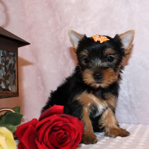 
Precio Yorkshire Terrier...........<strong>$18,000.00   A   $25,000.00  (dependiendo del tamaño, sexo, color y calidad)</strong> <br><br>


100% pura raza, registrados todos los papeles en regla se envian a cualquier parte de la Republica.<br><br> 

<li>Contrato de compraventa<br><br></li>


<li>Seguro de vida gratuito por escrito de 5 años que cubre muerte en caso de cuestiones virales</li>
<br><br>

<li>Garantía de Pureza Racial<br><br></li>

<li>Certificado de registro inicial que extiende la Federación Canófila Mexicana donde los cachorros se entregan con tatuaje y microchip</li>

