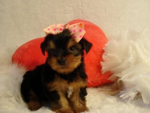 
Precio Yorkshire Terrier...........<strong>$18,000.00   A   $25,000.00  (dependiendo del tamaño, sexo, color y calidad)</strong> <br><br>


100% pura raza, registrados todos los papeles en regla se envian a cualquier parte de la Republica.<br><br> 

<li>Contrato de compraventa<br><br></li>


<li>Seguro de vida gratuito por escrito de 5 años que cubre muerte en caso de cuestiones virales</li>
<br><br>

<li>Garantía de Pureza Racial<br><br></li>

<li>Certificado de registro inicial que extiende la Federación Canófila Mexicana donde los cachorros se entregan con tatuaje y microchip</li>

